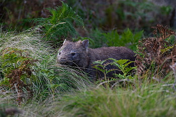 common Wombat, wombat, animal, marsupial, vombatus Ursinus, bare-nosed Wombat, mammal, herbivore, wildlife, nature, wild