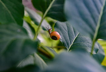snail, mollusk, leaves, tree, probe, crawl, shell, garden, nature