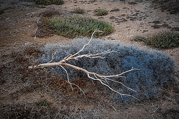 nature, branches, blue, plant, silence, dry, mood, relaxation, grief, minimalist, melancholy