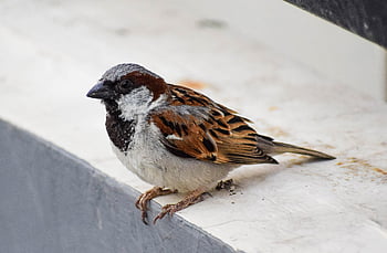 mužský, vrabec domácí, Vrabec, pták, ptačí, pěnkava, zvíře, sperling, fauna, Příroda, posazený