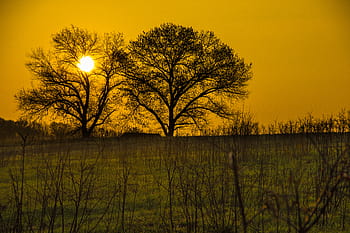 solopgang, Shaw Nature Reserve, Gråtopmøde, Missouri, landskab, træer, Mark, Philip Leara, Forenede Stater, Habitater og landskaber, solnedgang