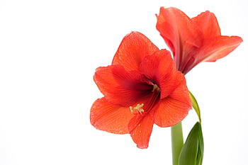 amaryllis, beautiful Flowers, flowers, flower Background, red Flowers, blooming Flowers, amaryllidaceae, flower Wallpaper, hippeastrum, nature, isolated