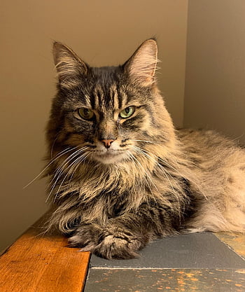 cat, pet, feline, animal, fur, kitty, domestic, domestic Cat, cat Portrait, animal World, fierce