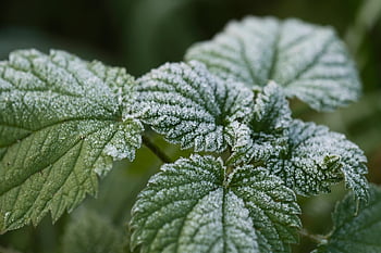 Blätter, Nessel, Frost, Jahreszeit, Winter, Pflanze, Nahansicht, Makro, eisig, winterlich, Natur