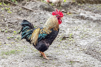 rooster, bird, chicken, poultry, livestock, farm Animals, rooster Crowing, chicken Coop, rooster Behavior, rooster Breeds, barnyard Birds