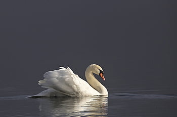mute Swan, swan, lake, nature, water Bird, wildlife, animal