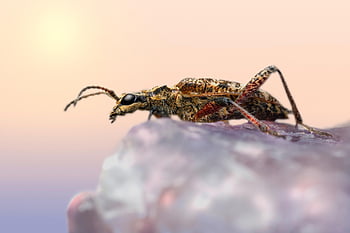 black-spotted Longhorn Beetle, rhagium Mordax, beetle, animal, macro, forest, weevil, entomology, biology, insect, bug