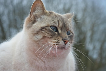Katze, katzenartig, Raubtier, europäische Katze, Staßenkatze, Säugetier, Tier, Muschiwolke