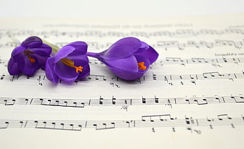 fiore, crochi, spartito, viola, primavera, Pasqua, canzoni, fioriture, risveglio di primavera, inizio primavera, notenblatt