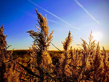 sun, st, peter Ording, sunset, heaven, nature, landscape, sand, beach