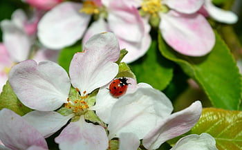 květ jabloně, slunéčko sedmitečné, brouk, štěstí kouzlo, hmyz, okvětní lístky, flóra, Létající brouk, Hunter mšice, coccinellidae, květy