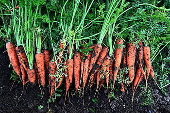 vegetables, carrots, food, costs, eat, orange, vitamins, health, power, organic, harvest