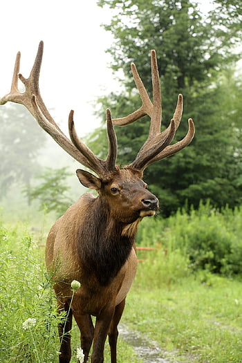 elk, býk, samet, parohy, volně žijících živočichů, Příroda, zvíře