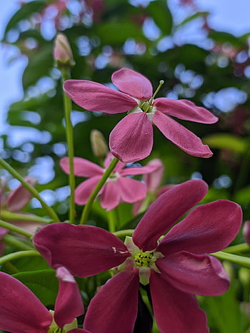 flores, plantas, naturaleza, vida