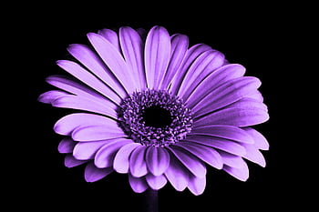 자주색 Gerbera Daisy, 근접 사진, 생생한 보라색, 복잡한 꽃잎, 검은 배경, 꽃 사진, 보라색 꽃잎이 핀다., 거베라 데이지, 꽃 클로즈업, 자주색 꽃, 고 대비