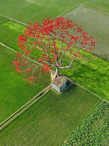 field, tree, house, cabin, flower, bangladesh, nature, green, trees, শিমুল, shimul