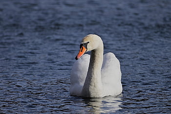 mute Swan, swan, lake, water Bird, animal, wildlife, nature, waterfowl
