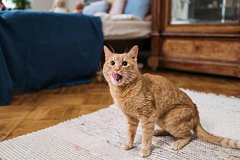 portocaliu tabby pisica, limba afară, ghimbir pisica, cameră confortabilă, pisică jucăușă, pisica de interior, pisica draguta, animale de companie, fotografie de animale, setare de acasă, Comportamentul animalelor de companie