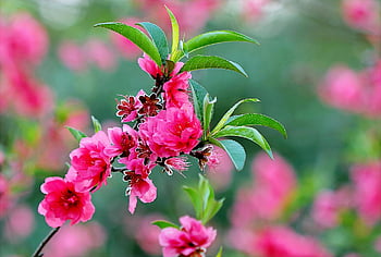 pinke Blumen, lebendige rosa Blüten, Üppige grüne Kulisse, Frühlingsschönheit, Nahaufnahmeblumen, Schönheit der Natur, Frühlingsblumen, rosa Blüten, grüne Blätter, Blumenfotografie, Frühlingsblüten