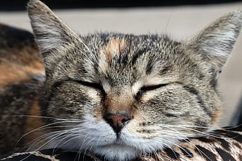 kucing, kucing liar, gilnyangyi, membelai, tidur, anak kucing, hewan, alam, imut, hewan peliharaan, meong