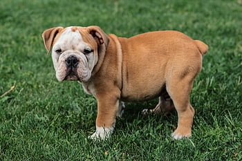 english Bulldog, dog, bulldog, sweet, charming, puppy, nature, head, pedigree, animal, mammal