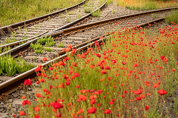 soft, decision, junction, track, merge, crossing, railroad Track, rails, tracks, gravel, railway Line
