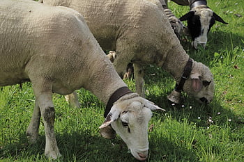 prato, pecora, pascolare, la mandria, mammifero, agnello, genere, natura, pascolo, idillio, animali