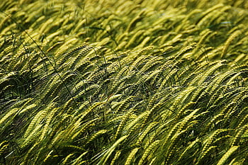 wheat, farming, field, grain, crops, croplands, landscape