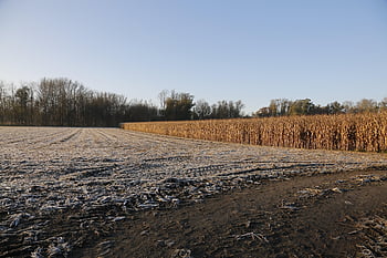 field, farm, landscape, cropland, farmland, rural, countryside, nature