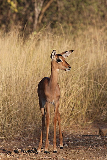impala, antelope, nature, africa, safari, animal