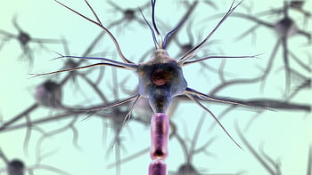 neurons, neuron Cell, biology, nerves, nervous System, medical, science, closeup