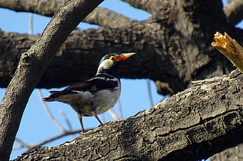 bird, pied Myna, starling, asian Pied Starling, gracupica Contra, nature, fauna, wildlife, india