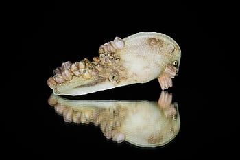 polyps, nautical, ocean, shell, seashell, sea, black Background, sink, outgrowths, sink Sash, nature