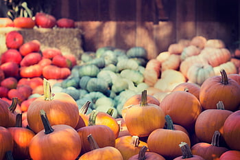 dýně, squash, venkovní trh, podzimní témata, selektivní zaměření, živá kolekce, podzimní sklizeň, sezónní produkce, sklizeň festival, podzim dekor, dýně displej