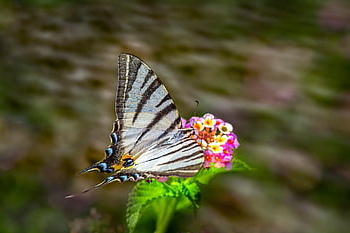 rzadki jaskółczy ogon, piękne kwiaty, motyl, kwiaty, iphiclides podalirius, lepidoptera, owad, kwiatowa tapeta, zapylanie, kwiat tło, zwierzę