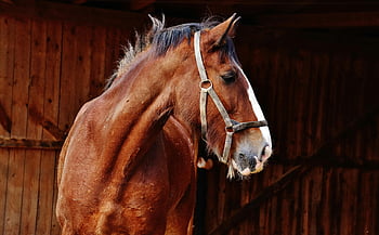 hnědý kůň, bílá blaze, Stabilní portrét, nápadný portrét, fotografování koní, Stabilní prostředí, fotografování zvířat, fotografování jezdecké, hnědý kabát, kůň ve stáji, Stabilní scéna