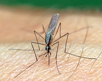 komar, widliszek, szczypiący, Natura, pasożyt, owad, biologia, gryźć, zwierzę, dzikiej przyrody, skeeter