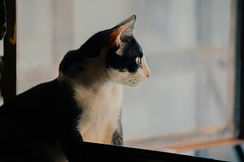 tuxedo cat, black and white cat, cat looking out window, indoor cat, curious cat, window view, pet photography, animal photography, domestic cat, cute cat, feline curiosity