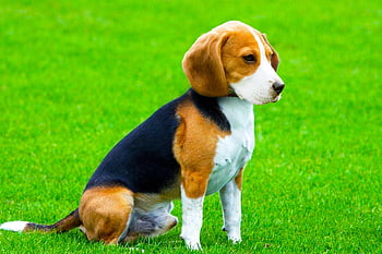 beagle, nature, dog, pet, animal, canine, lawn, cute, outdoors