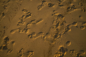 footprints on sand, sandy beach, sunset light, scattered footprints, warm light, beach footprints, sand texture, natural scenery, outdoor scene, beach photography, sunset beach