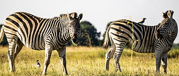 namibie, zebry, etosha, národní park, safari, zvíře, Afrika, volně žijících živočichů, Příroda