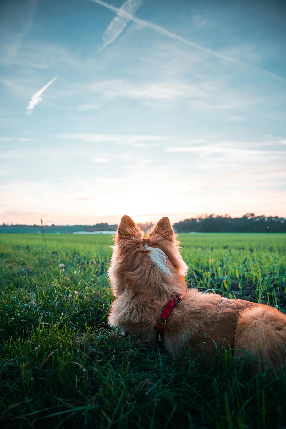 dog, grass field, red collar, blue sky, clouds, Genève, Switzerland, outdoor, pet, nature, sunset