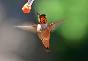 mužský, rufous, kolibřík, volně žijících živočichů, Příroda, zvíře, divoký, malý, křídla, bzučení, podavač