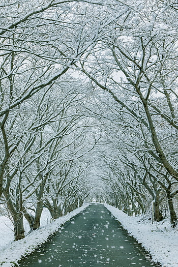 bare trees, snow-covered field, winter tunnel, snow-laden path, serene winter, tranquil scene, snowy landscape, winter scenery, snow-covered trees, winter path, winter atmosphere