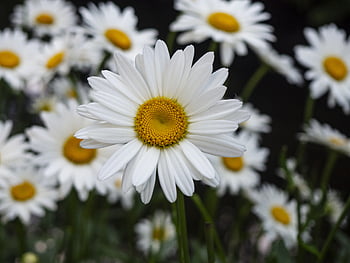 blomst, baggrund, plante, hvid, skønhed, natur, smuk, flora, daisy, lyse, flok