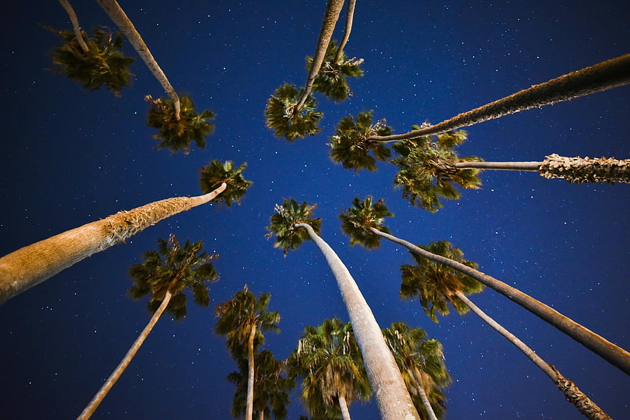 alm trees, starry night sky, blue skies, night time, captivating view, tropical scene, outdoor photography, nature photography, starry night, palm tree silhouettes, night landscape