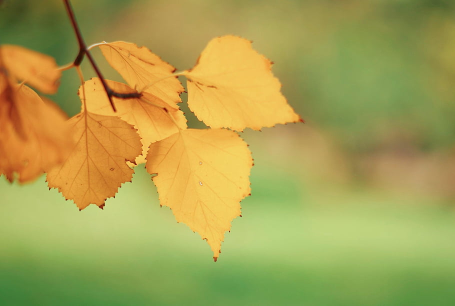 birch, leaves, fall, autumn, yellow Leaves, foliage, branch, tree, plant, nature, closeup