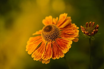 helenium, Helenium autumnale, fiore d'arancio, carta da parati floreale, bellissimi fiori, fiore, sfondo di fiori, pianta, fioritura, flora, natura
