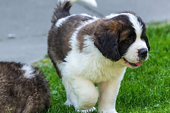dog, animal, puppy, saint Bernard, switzerland, domestic Animal