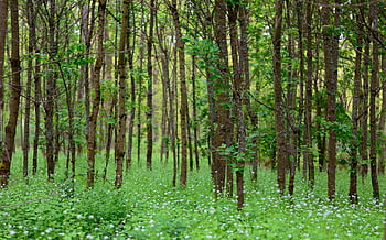 forest, trees, spring, green, deciduous Forest, nature, landscape, may